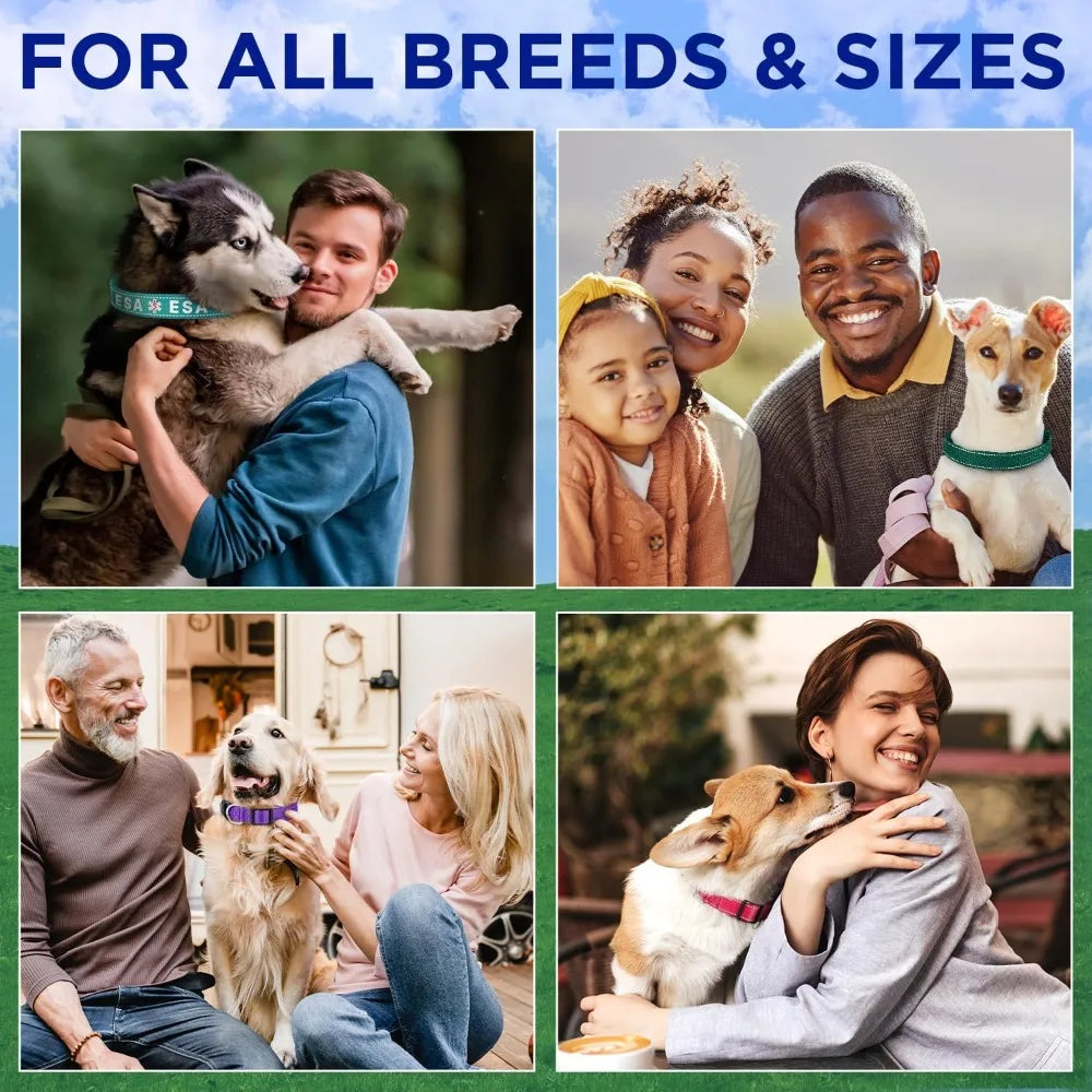 Reflective Dog Collar β Violet β S β Basic Nylon Pet Collar οΌQuick Release Buckle οΌ Fits Small, Medium and Large Dogs, Puppies