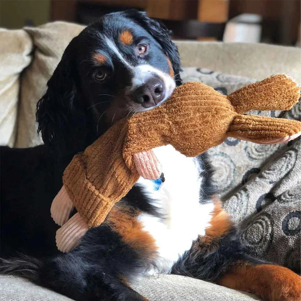 Dog Toys