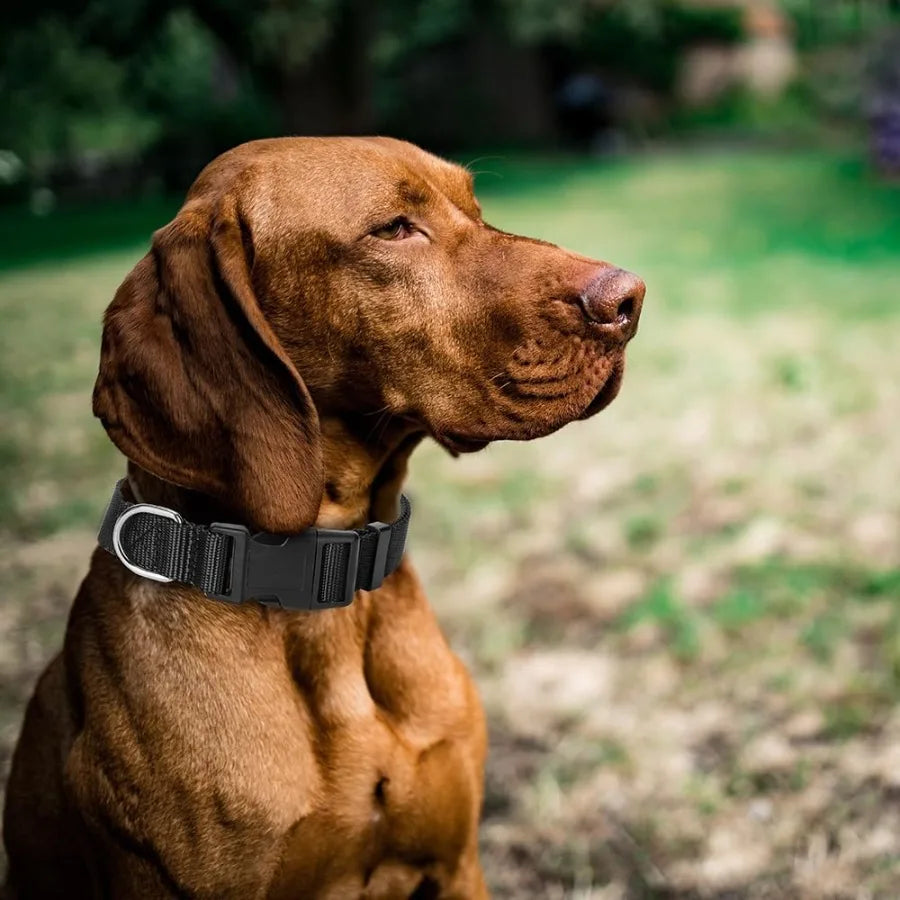 4 Pack Nylon Dog Collars Classic Adjustable Pet Dog Collar for Small Medium and Large Dogs M Black Blue Red Purple