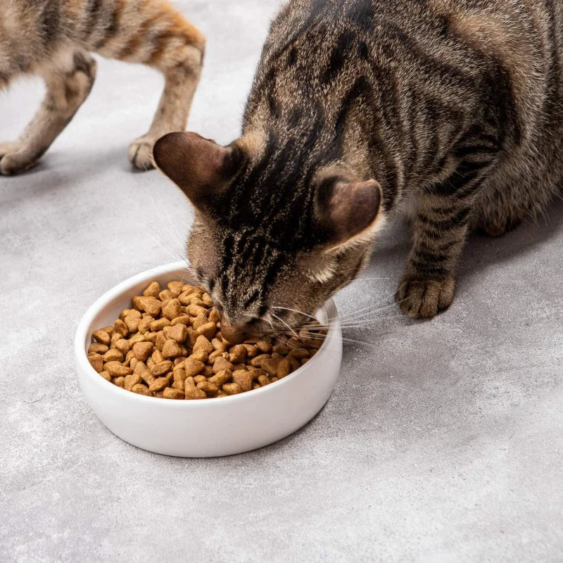 Ceramic Pet Bowl Cats,Classic Ceramic Dish Dog Bowls Food and,12 Ounce