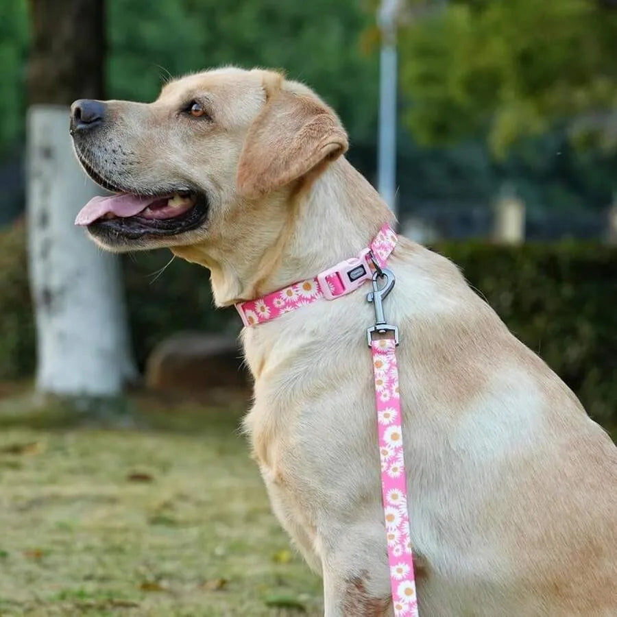 Collar And Leash Set, Cute Pink Daisy Pattern, Polyester Material, 5ft Leash, For Small Dogs. Small, Pink Daisy