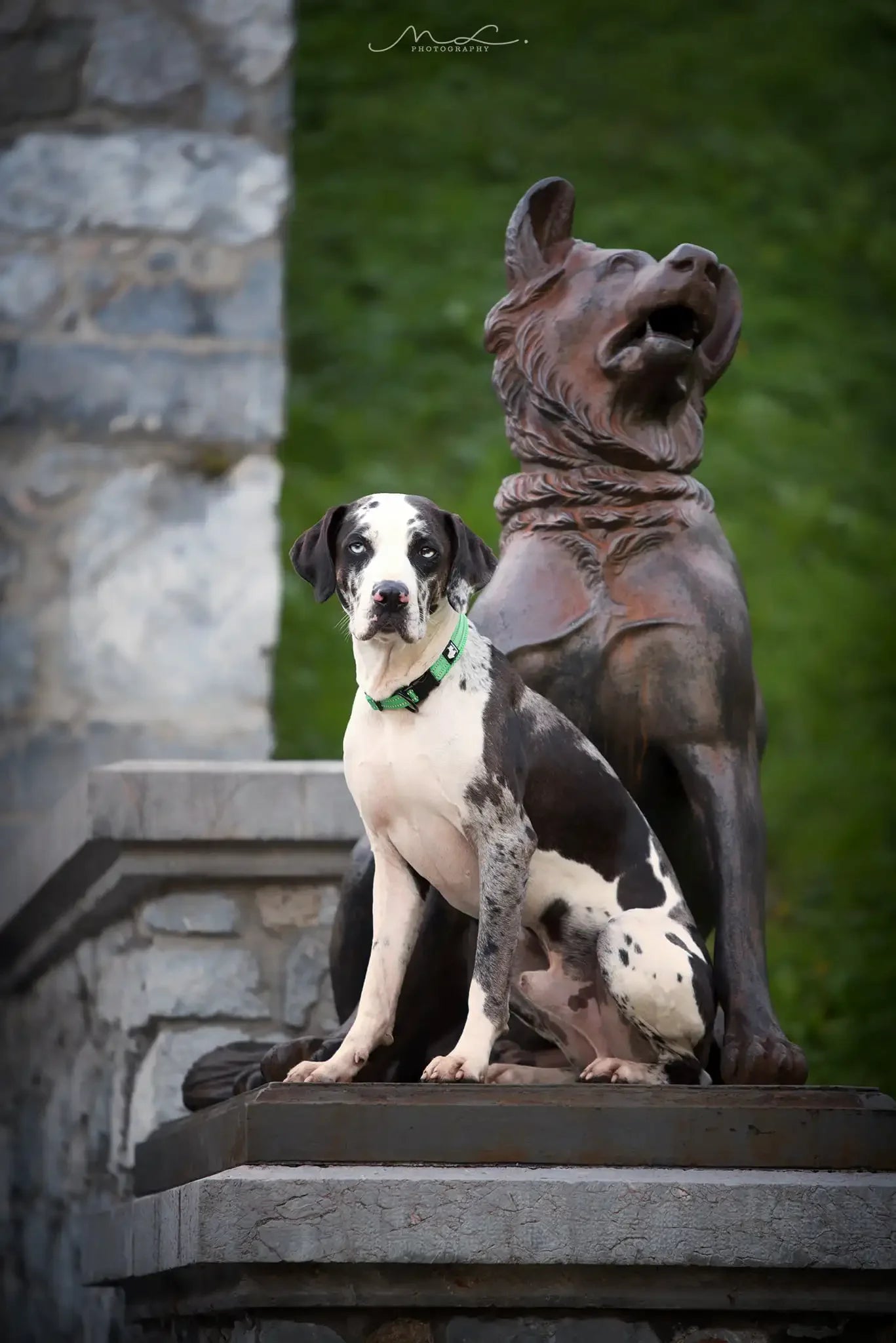 Pet Dog Collar Nylon Adjustable Webbing Padded Soft Reflective Durable Heavy Duty Training Custom Luxury Cat TLC5011